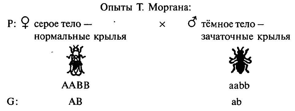 Нарушение сцепление генов морган